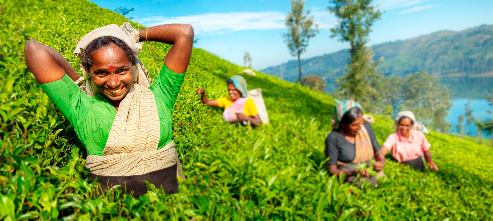 A Group Of Happy Tea Pickers Harvesting Concept