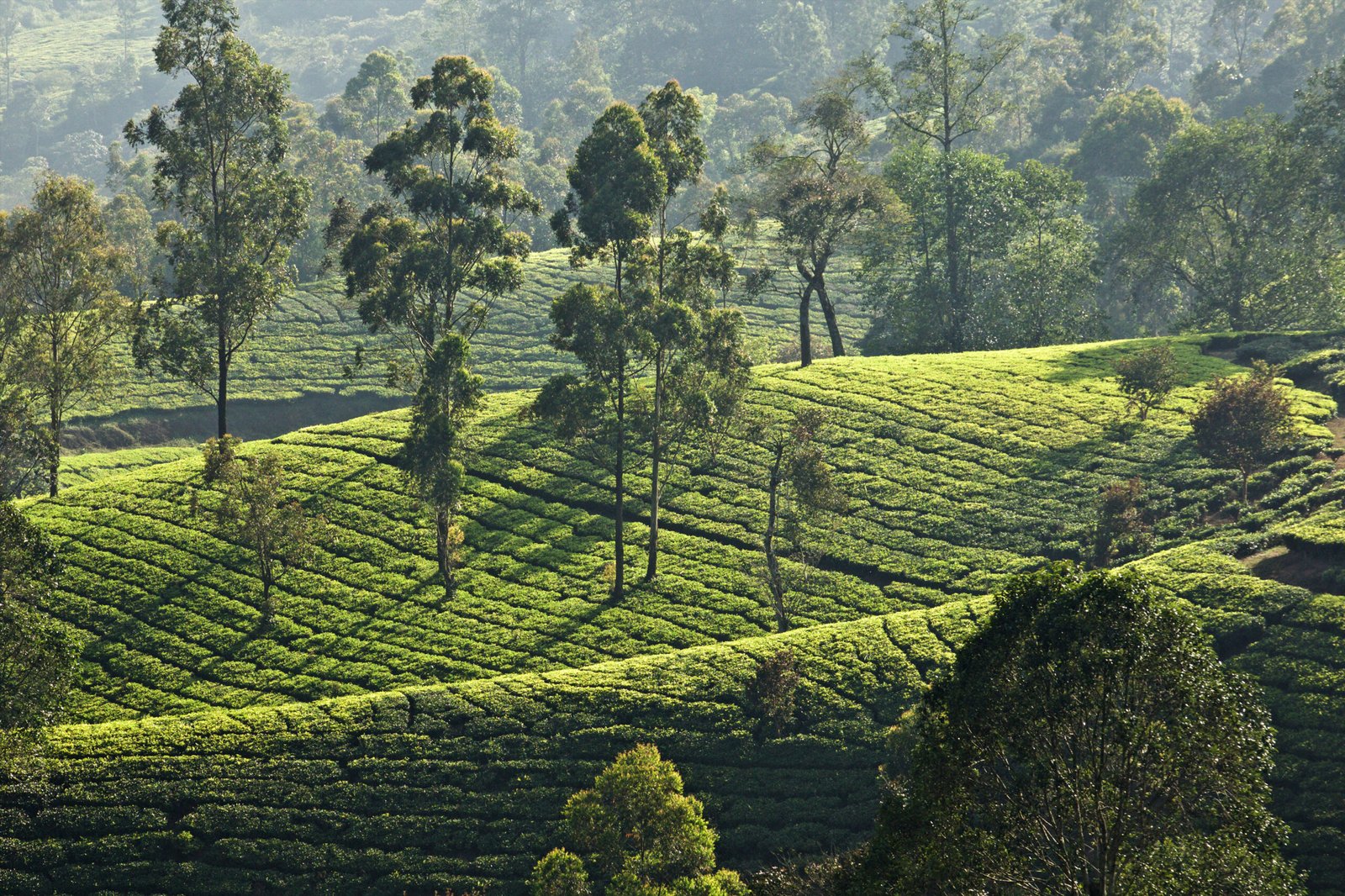 Tea plantation, Kerala, India