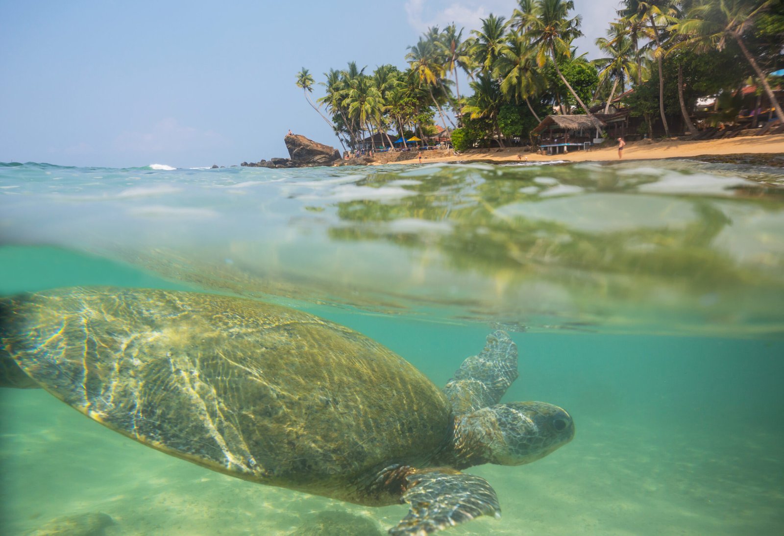 Giant sea turtle underwater in ocean