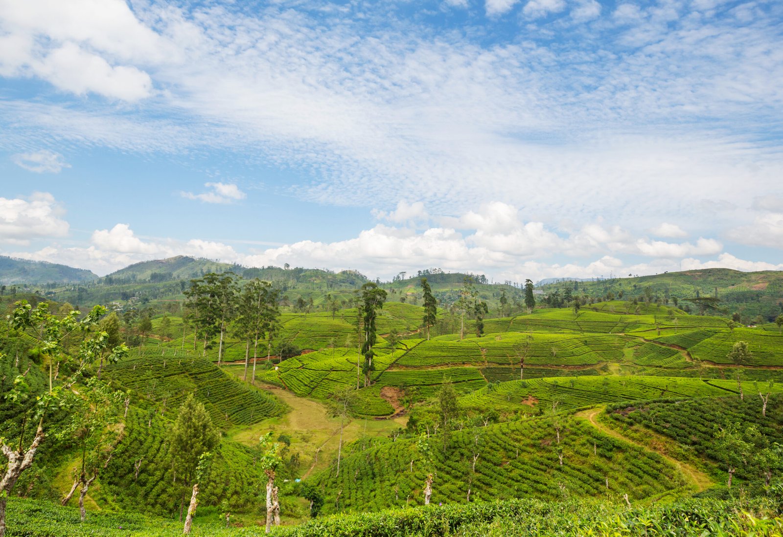 Green natural landscapes_tea plantation on Sri Lanka